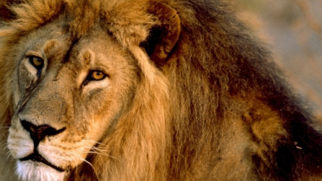 Tre leoni aggrediscono veterinario e assistente in una riserva naturale giordana