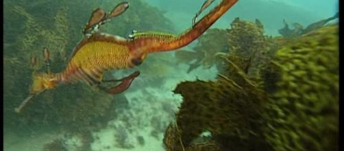 Australia, avvistato drago marino rosso