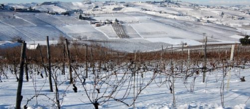Distesa di vigne innevate nel centro Italia