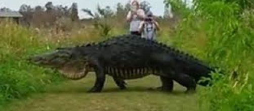 Massive alligator in Lakeland, Fl. Photo Credit: Snopes.com