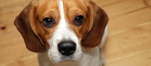 Dante, il beagle che ha salvato la vita della sua padrona Dante, il beagle che ha salvato la vita della sua padrona