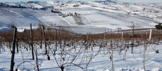 Distesa di vigne innevate nel centro Italia Distesa di vigne innevate nel centro Italia