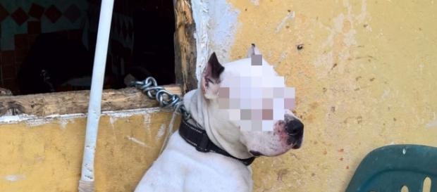 Dogo Argentino impiccato, foto fonte Polizia Municipale di Livorno Dogo Argentino impiccato, foto fonte Polizia Municipale di Livorno