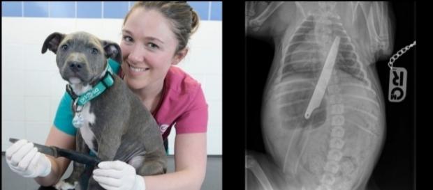 Filhote passou por cirurgia de emergência para retirar a faca de 20 centímetros. Filhote passou por cirurgia de emergência para retirar a faca de 20 centímetros.