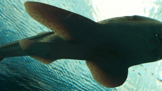 nella foto un esemplare di squalo zebra