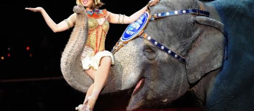Ringling Bros. circus will close after final May shows | 89.3 KPCC - scpr.org