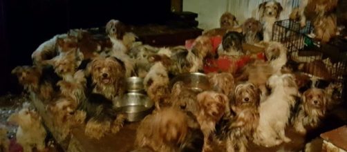Nearly 80 dogs have been rescued from "deplorable conditions" inside a San Diego-area home. -- San Diego Humane Society