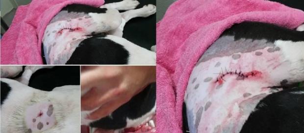 Cachorro é esfaqueado por vizinho Cachorro é esfaqueado por vizinho