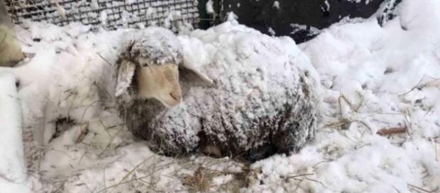 Stalle crollate e strage di animali Stalle crollate e strage di animali