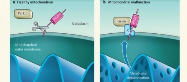 Un mitocondrio sano e un mitocondrio malato in una forma genetica di Parkinson (Abeliovich, Nature 2010; https://goo.gl/n9pZND) Un mitocondrio sano e un mitocondrio malato in una forma genetica di Parkinson (Abeliovich, Nature 2010; https://goo.gl/n9pZND)