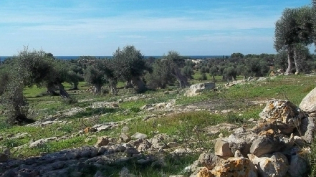 L'uliveto monumentale della Sarparea, sulla costa salentina