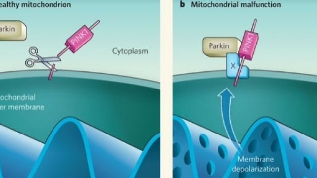 Un mitocondrio sano e un mitocondrio malato in una forma genetica di Parkinson (Abeliovich, Nature 2010; https://goo.gl/n9pZND)