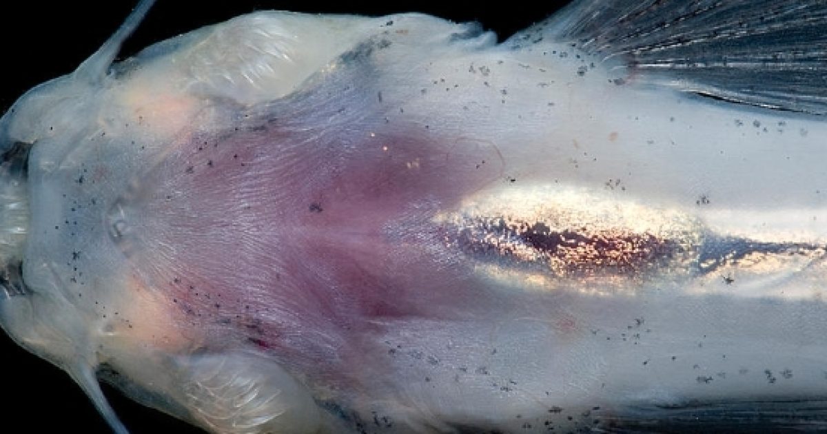 Candiru conheça os perigos por trás dessa criatura Candiru conheça os perigos por trás dessa criatura