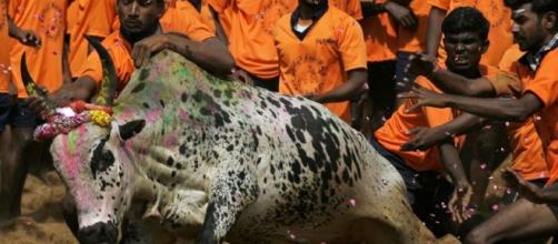 India Lifts Ban on Bullfighting Sport Jallikattu - newsweek.com