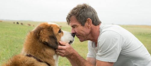 'A Dog's Purpose' releasing Jan 27, (Webnews.com)