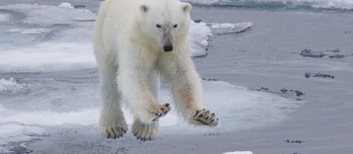 L'agonia degli orsi polari racchiusa in una foto | LifeGate - lifegate.it