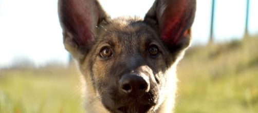 PETA demands boycott of A Dog's Purpose over 'harsh' treatment of ... - digitalspy.com
