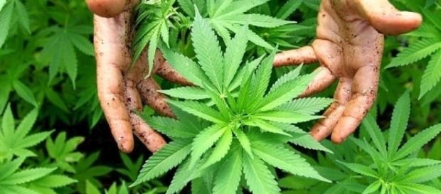Bundestag erlaubt Cannabis als Medizin- derwesten.de Bundestag erlaubt Cannabis als Medizin- derwesten.de