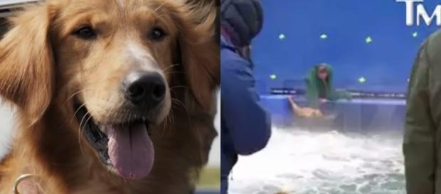 Cachorro entrou sem vontade em correnteza em gravações Cachorro entrou sem vontade em correnteza em gravações