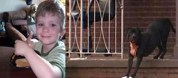 Menino de anos morre e menina de 5 anos fica gravemente ferida, após ataque de Pitibulls. Menino de anos morre e menina de 5 anos fica gravemente ferida, após ataque de Pitibulls.