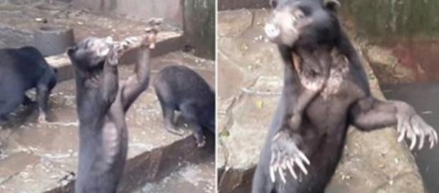 Nas imagens chocantes é possível ver as condições precárias em que viviam os animais. Nas imagens chocantes é possível ver as condições precárias em que viviam os animais.