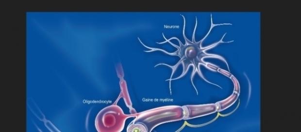 Réparer les fibres nerveuses grâce à la testostérone ? - Faire ... - faire-face.fr Réparer les fibres nerveuses grâce à la testostérone ? - Faire ... - faire-face.fr