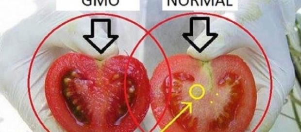 Você sabe como identificar um alimento transgênico? Você sabe como identificar um alimento transgênico?