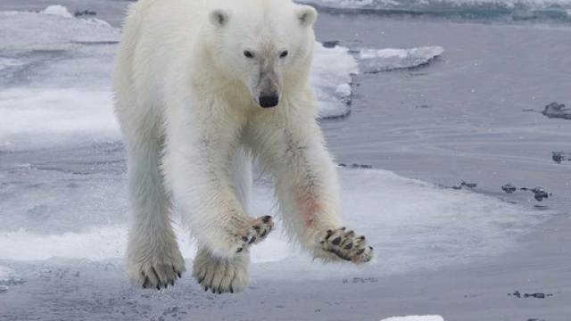 L'agonia degli orsi polari racchiusa in una foto | LifeGate - lifegate.it
