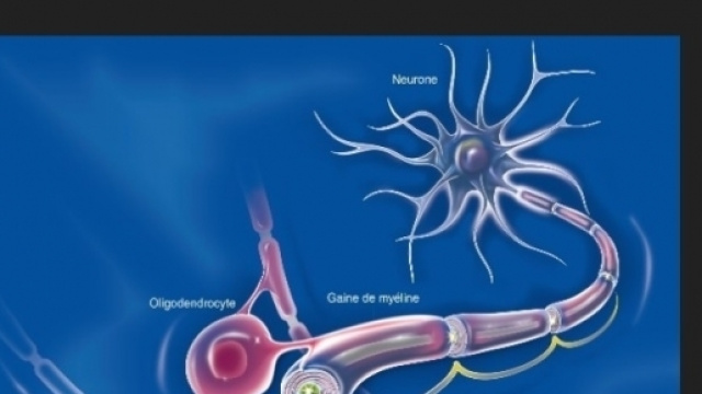 Réparer les fibres nerveuses grâce à la testostérone ? - Faire ... - faire-face.fr