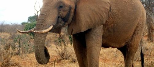 La vera e triste storia degli elefanti pittori, torturati per il ... - articolotre.com