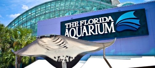 The Florida Aquarium - Clio - theclio.com