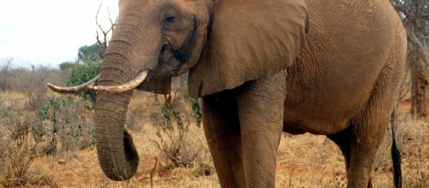 La vera e triste storia degli elefanti pittori, torturati per il ... - articolotre.com La vera e triste storia degli elefanti pittori, torturati per il ... - articolotre.com
