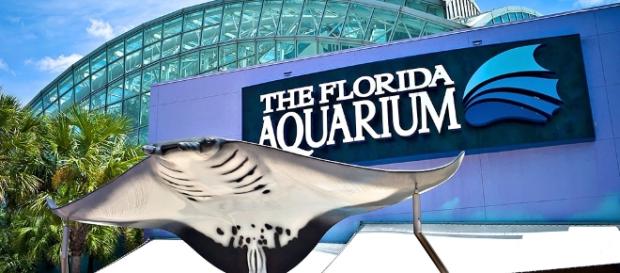 The Florida Aquarium - Clio - theclio.com The Florida Aquarium - Clio - theclio.com