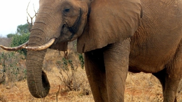 La vera e triste storia degli elefanti pittori, torturati per il ... - articolotre.com