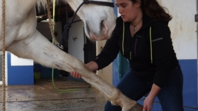 Ostéopathie équine: une spécialité parfaitement adaptée à la correction de nos erreurs