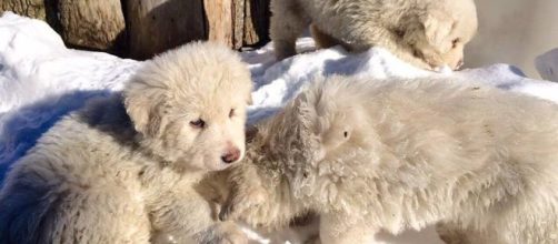 I cuccioli dispersi di Lupo e Nuvola