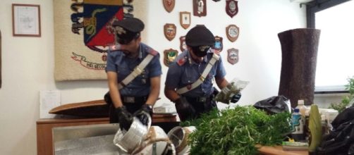 Sequestro di piante di marijuana, foto di repertorio