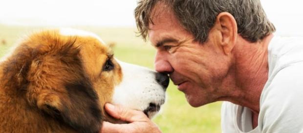 "4 vidas de um cachorro" chega aos cinemas brasileiros na semana que vem. "4 vidas de um cachorro" chega aos cinemas brasileiros na semana que vem.
