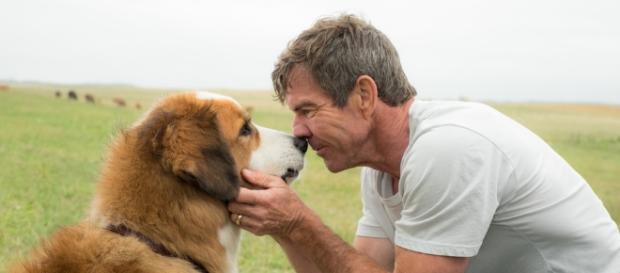 Befera degli animalisti contro il film Qua la zampa! Befera degli animalisti contro il film Qua la zampa!
