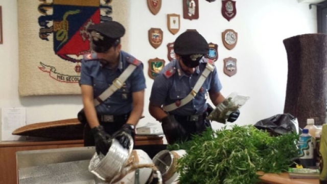 Sequestro di piante di marijuana, foto di repertorio
