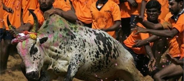 Fue prohibida la tradicon de la India de Jallikattu Fue prohibida la tradicon de la India de Jallikattu