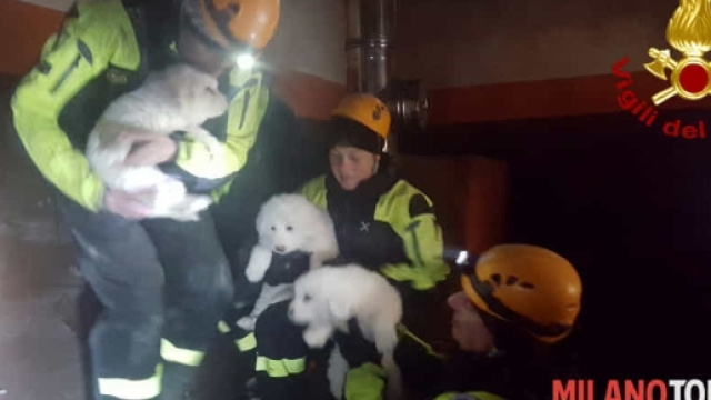 I tre cuccioli di Lupo e Neve sono stati salvati