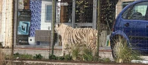 La tigre scappata dal circo immortalata da un passante a Palermo