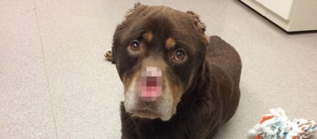Cão mutilado foi resgatado e está se recuperando. Cão mutilado foi resgatado e está se recuperando.