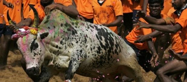 Jallikattu, with the bull in action hindustantimes...-hindustantimes.com. Jallikattu, with the bull in action hindustantimes...-hindustantimes.com.