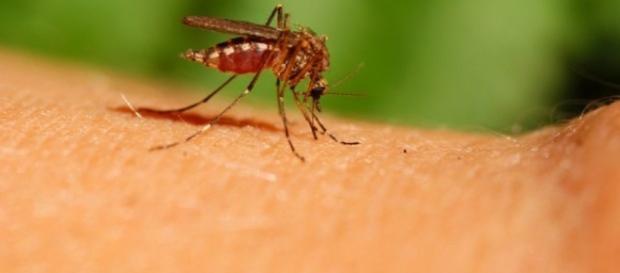 Mosquito palha é o vetor da leishmaniose visceral, também conhecida como calazar. Mosquito palha é o vetor da leishmaniose visceral, também conhecida como calazar.