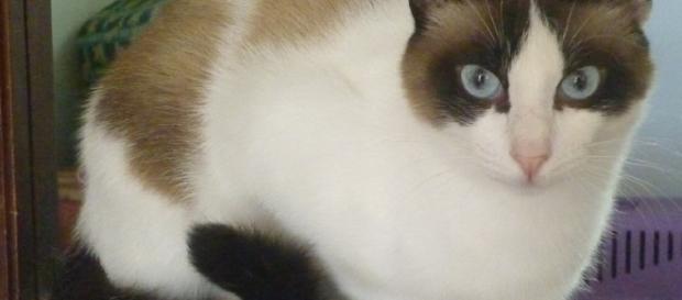 Os gatos têm muito a nos ensinar Os gatos têm muito a nos ensinar