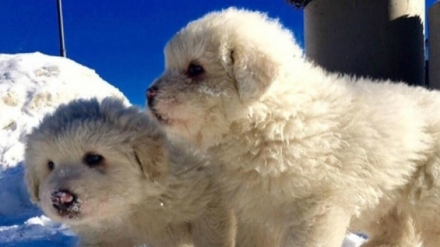 Hotel Rigopiano: sono salvi i cani del resort | Velvet Pets Italia - velvetpets.it