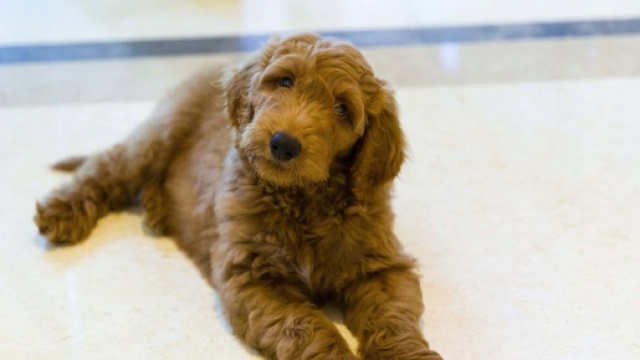 Il cane regalato a Trump da un'amica non &egrave; arrivato alla White House. Sarebbe la 1 volta che non c'&egrave; un pet accanto a un presidente Usa. Foto: twitter