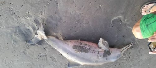 Santa Teresita: Sacan del mar delfín para sacarle fotos y muere ... - com.ar